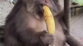 Un mono se come un plátano de la forma más tierna posible: "Es adorable"