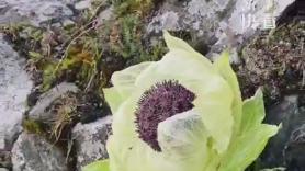 La extraña flor perenne familia del girasol que tiene propiedades medicinales y muy pocos conocen
