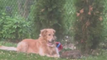 Suelta a su Golden Retriever para que asuste a unos conejos y la reacción del perro es totalmente inesperada