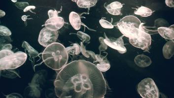 La medida radical en una playa de España contra las medusas desata la polémica
