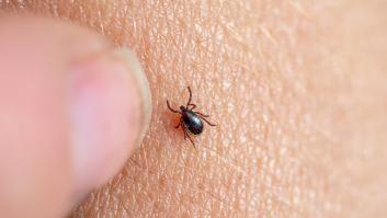 Las cuatro zonas del cuerpo preferidas por las garrapatas