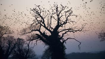 Las aves de Ucrania sacan provecho de los restos bélicos de la guerra para construir sus nidos